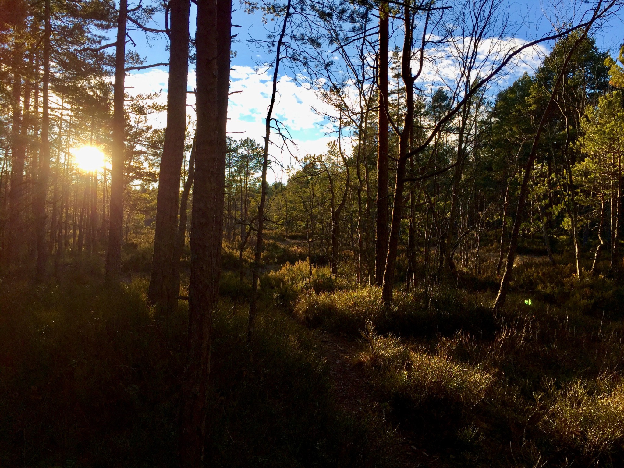 forest-skog-nesodden