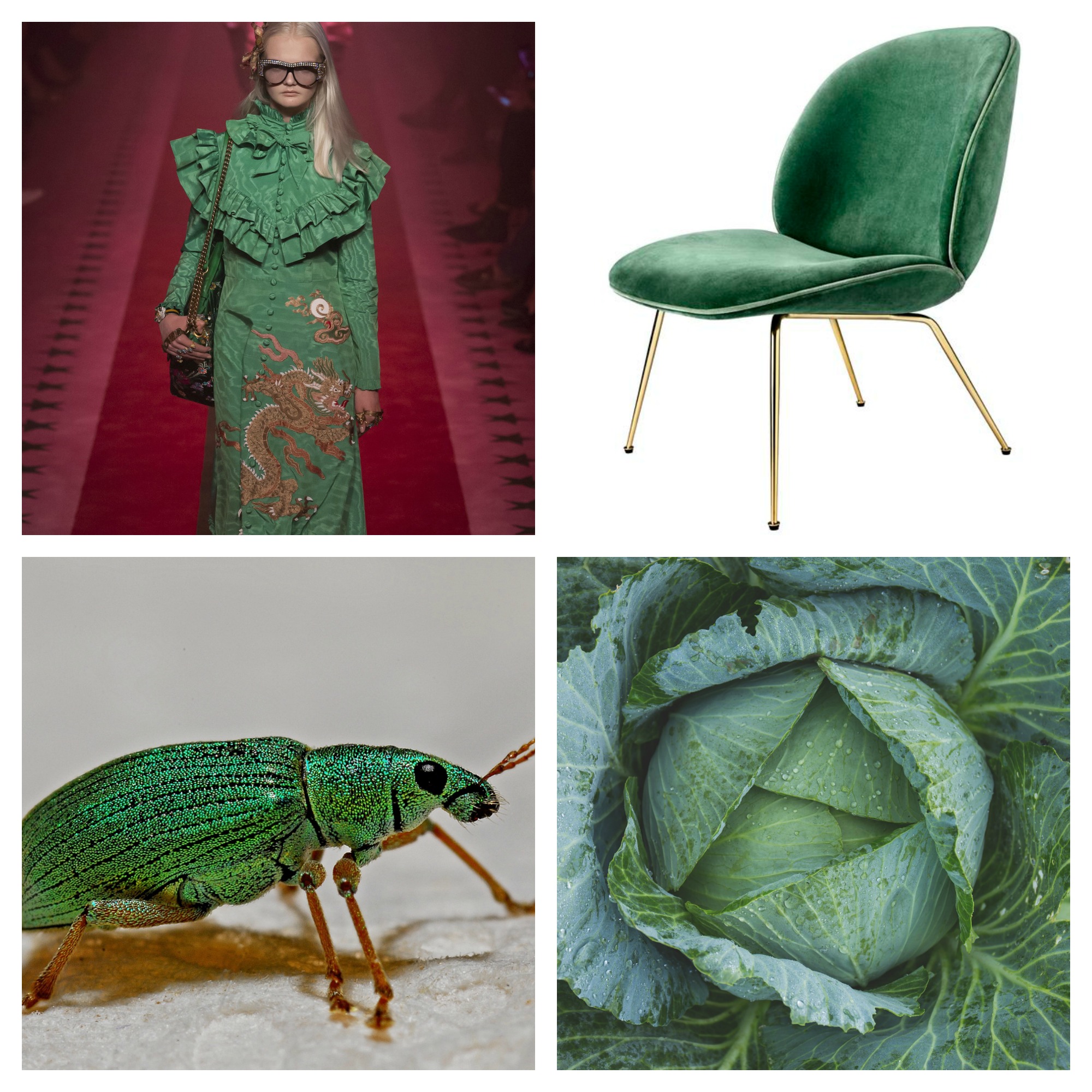 collage-gucci-cabbage-gubi-beetle