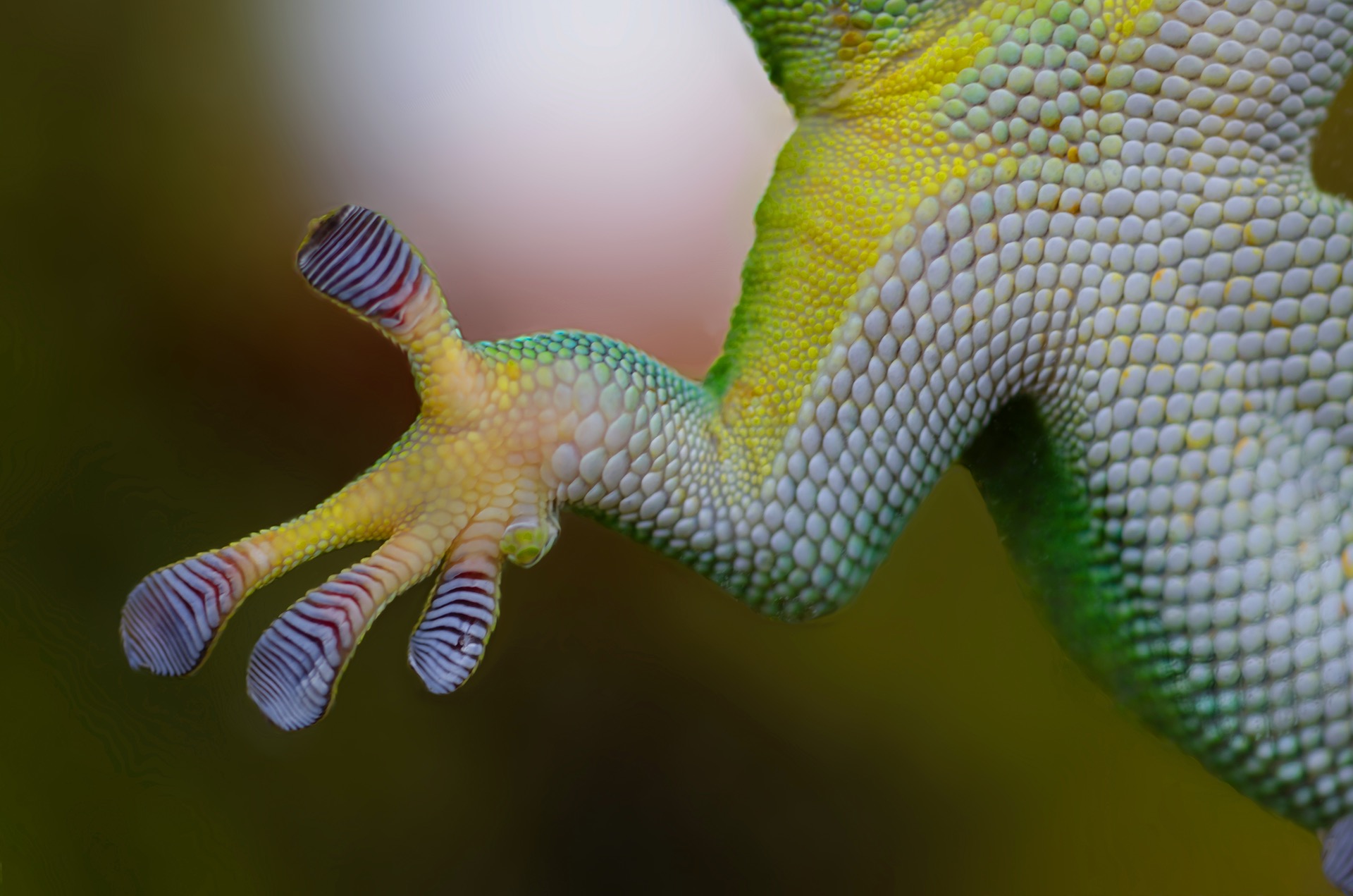 nature-hand-animal-frog-greenery