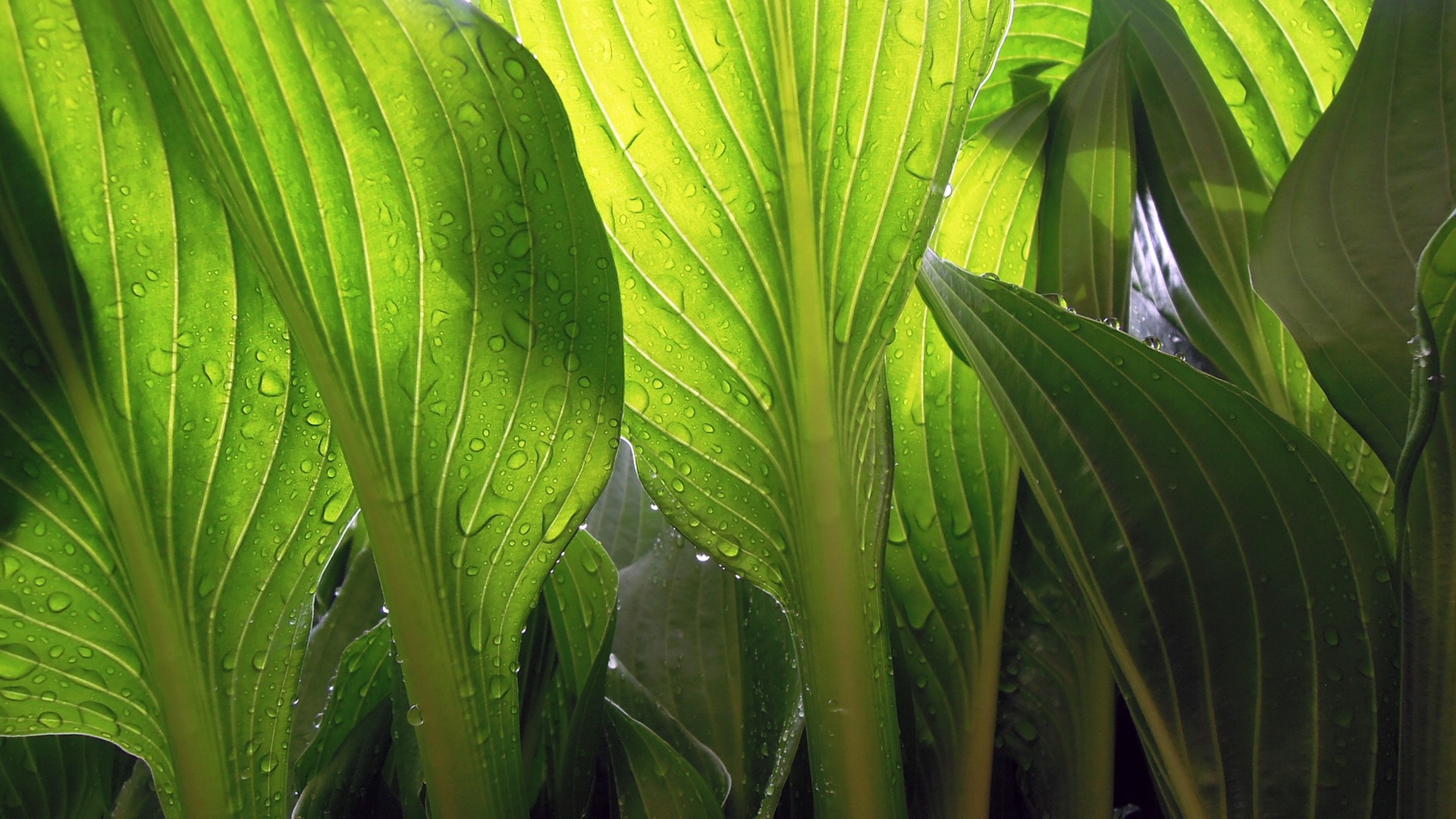 greenery-leaves-plant