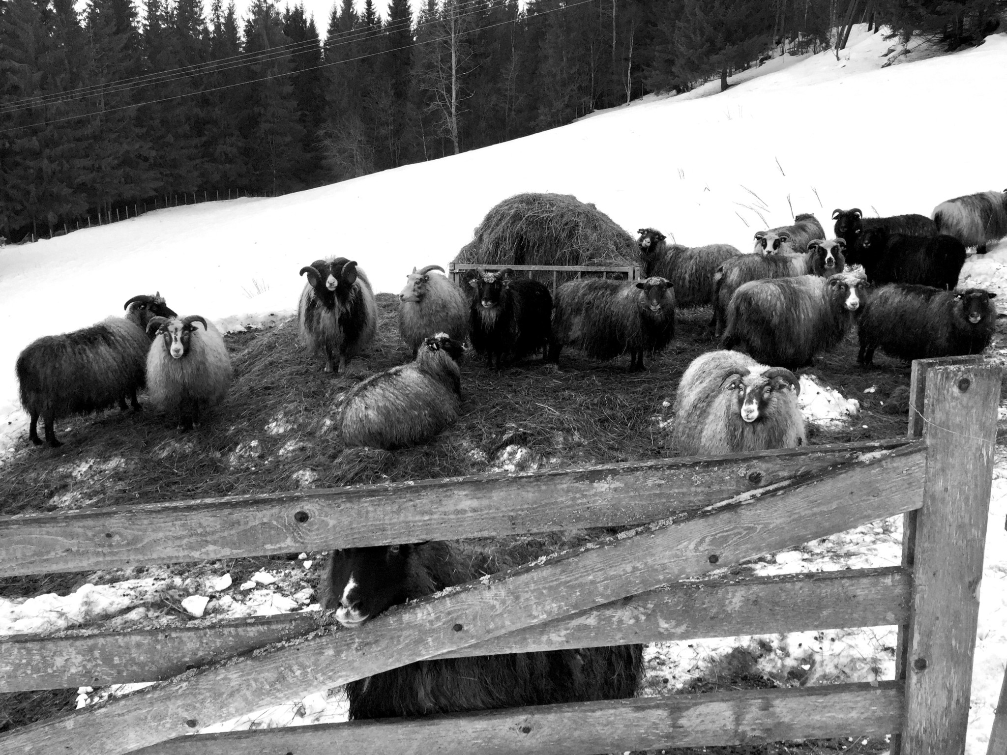 spelsau-sheep-gausdal