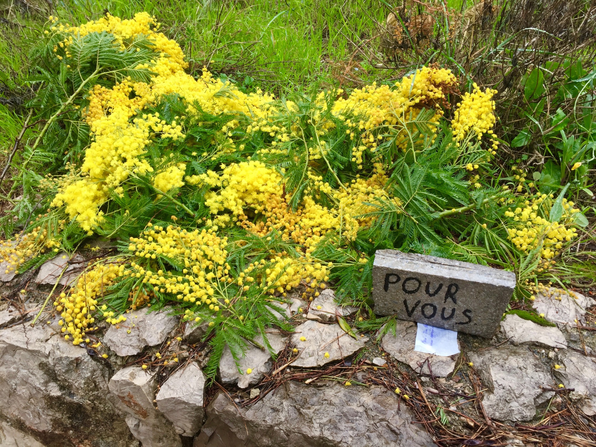 mimosa-pour-vous-anja-stang-menton