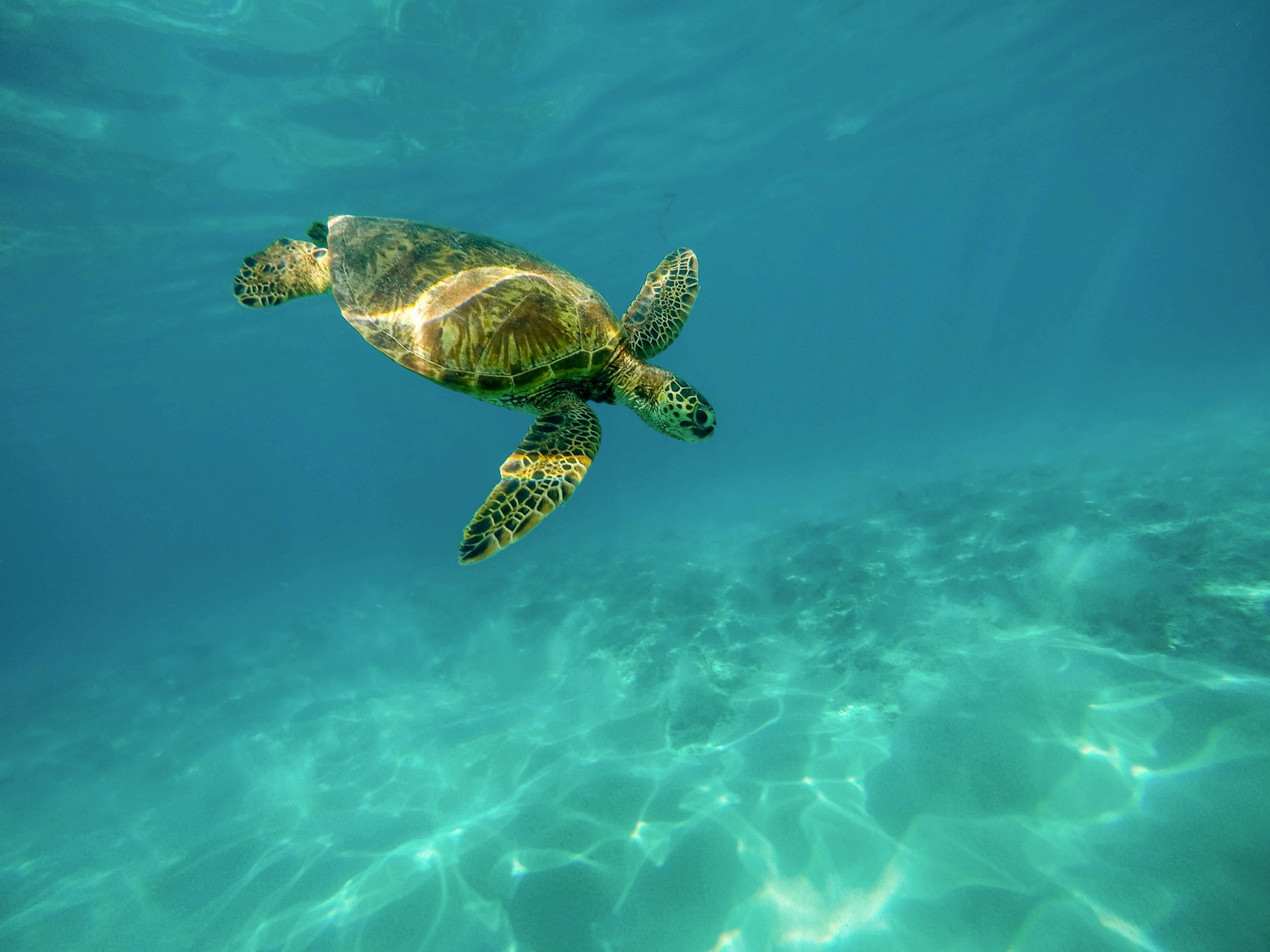 pexels-anja-stang-green-house-sea-turtle