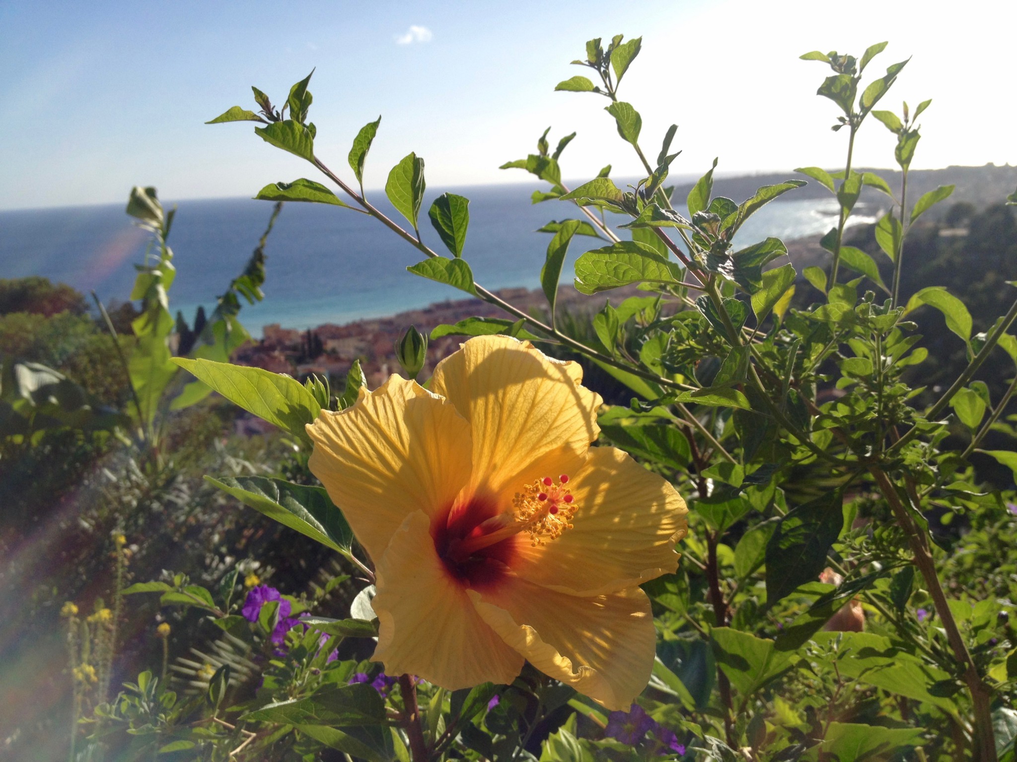 view-menton-flower-utsikt-french-riviera