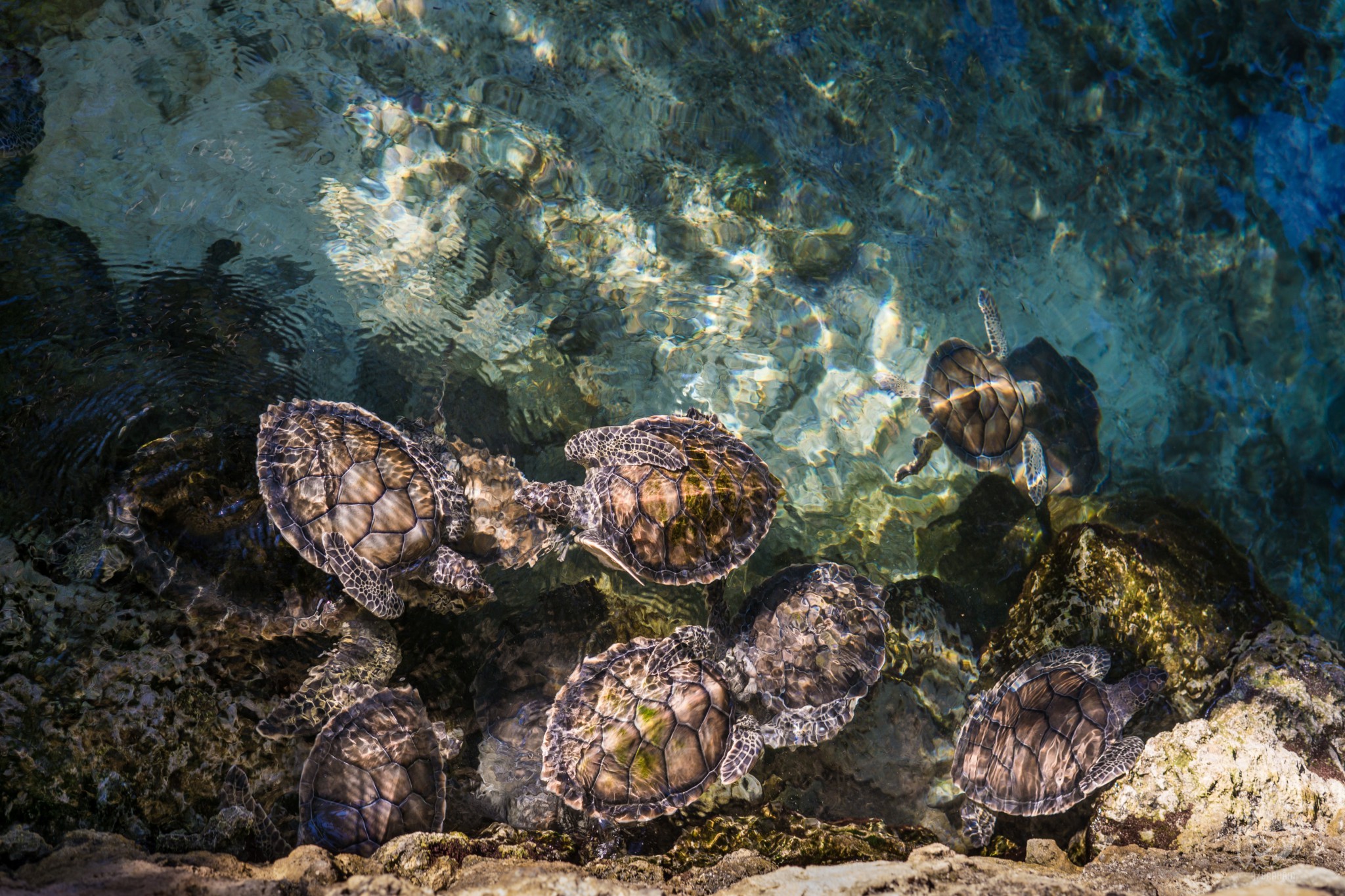 ricardo-braham-unsplash-ocean-life-plastic