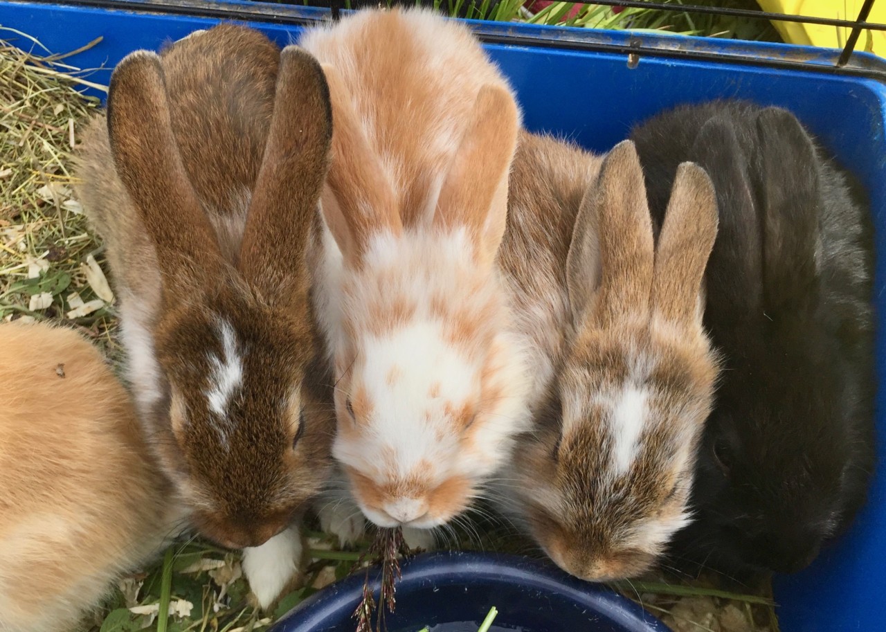 cuteness-overload-kaniner-rabbits-kittilbu