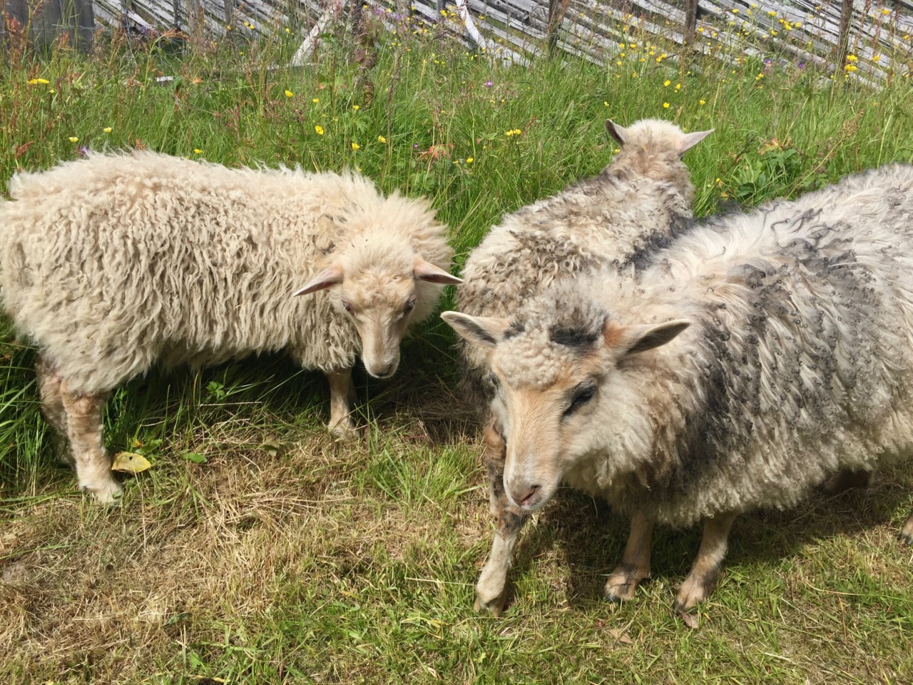 lam-sheep-kittilbu-langsua-nasjonalpark-seter