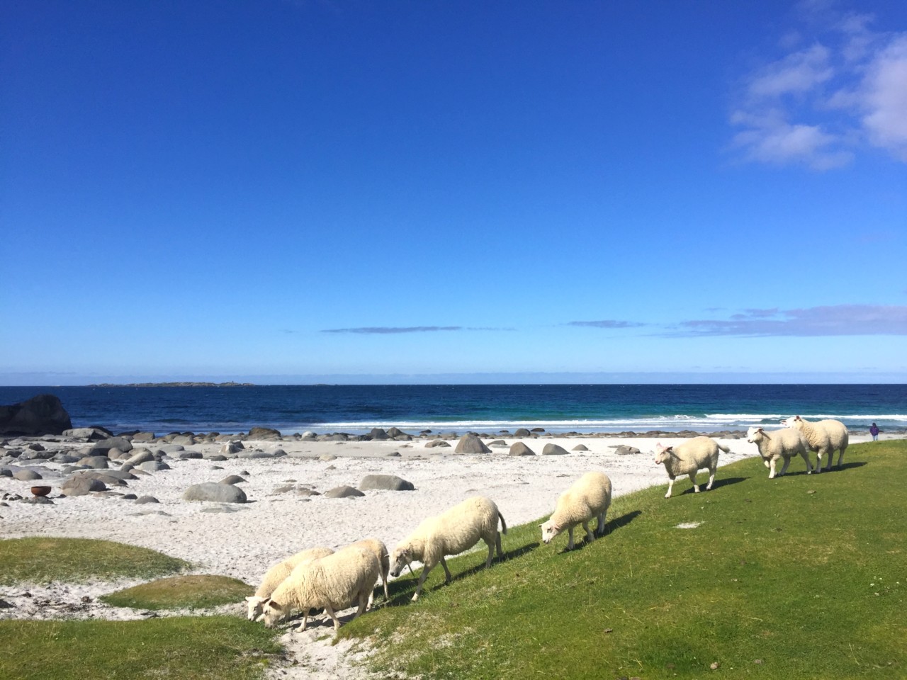 sheep-beach-strand-lofoten-anja-stang