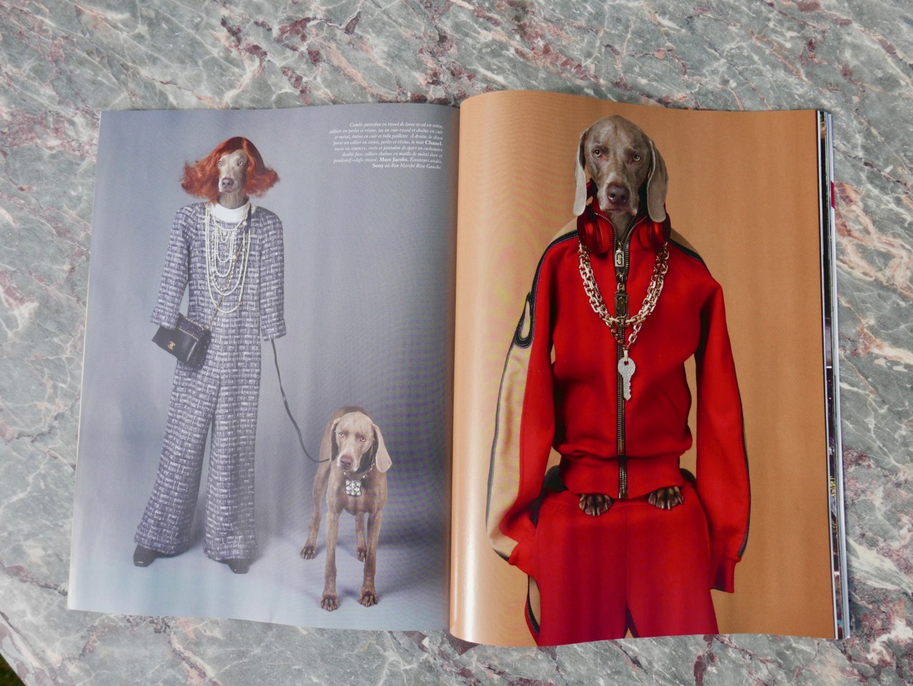 william-wegman-mote-hund-modell-vogue-paris-green-house