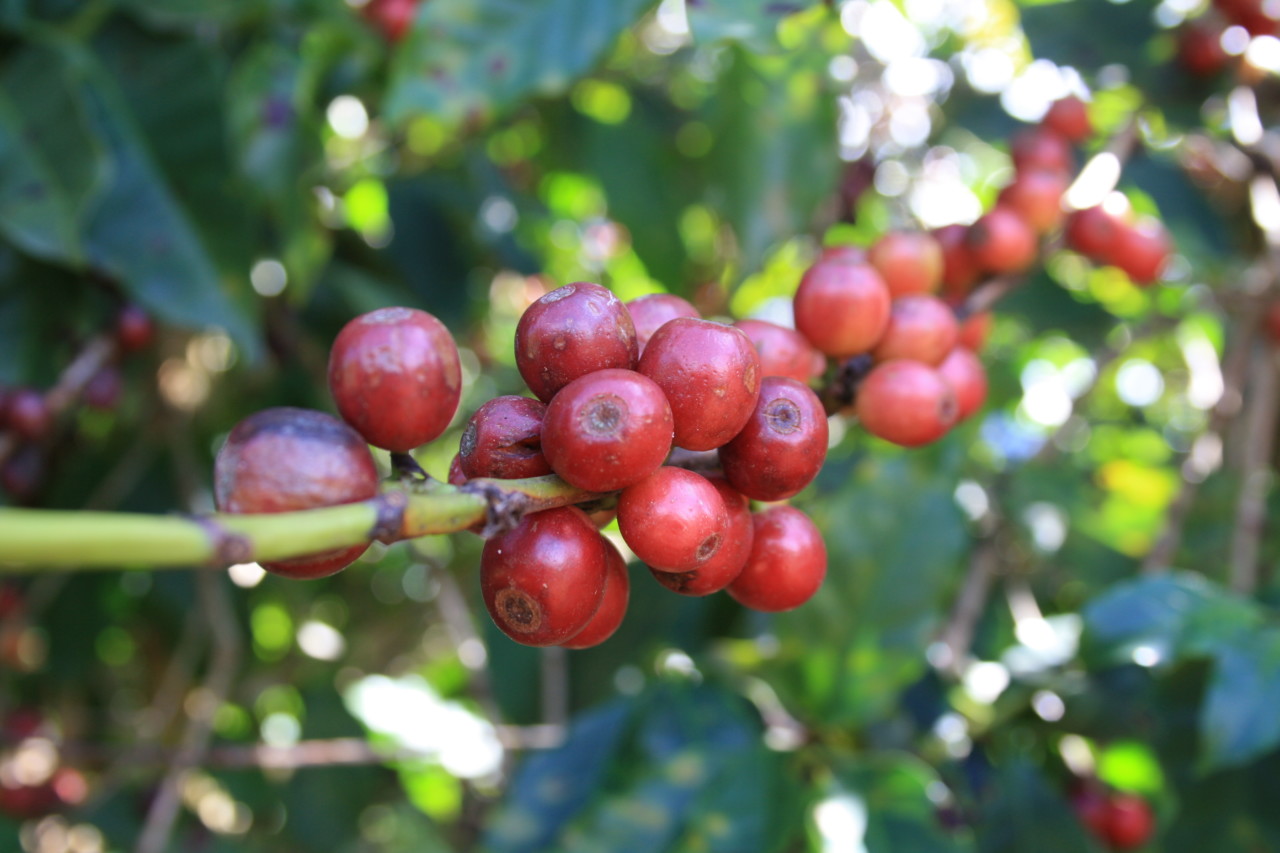 kaffe-baer-berries-busk-plukking-green-world