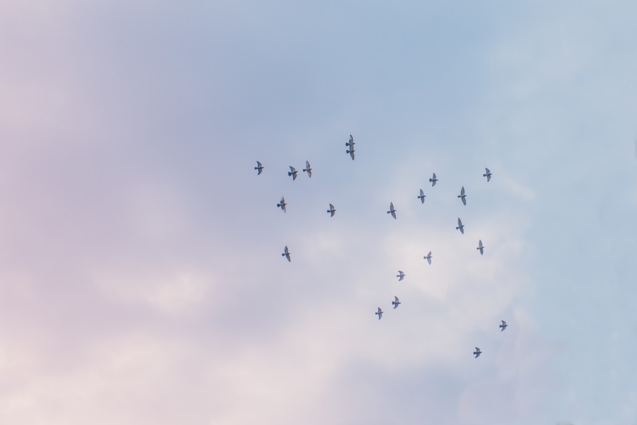 meiying-ng-unsplash-birds-sky-green-house