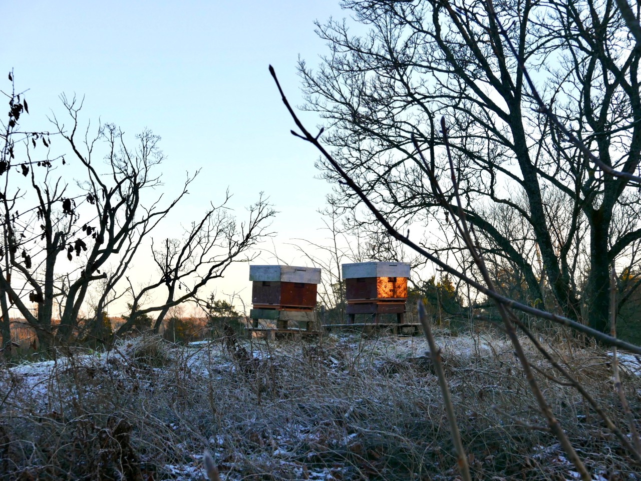 to-bee-or-not-to-be-lindehagen-nesodden